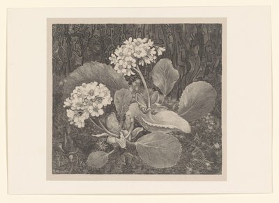 Primula in het mos door Theo van Hoytema