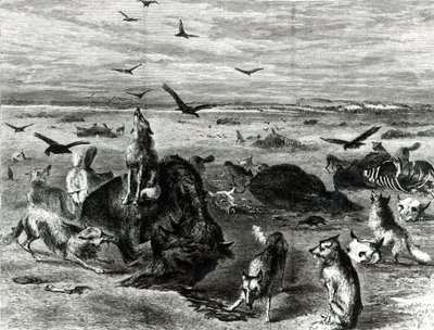 Slachting van buffels op de vlaktes, uit Harpers Weekly 1872 door Theodore Russell Davis
