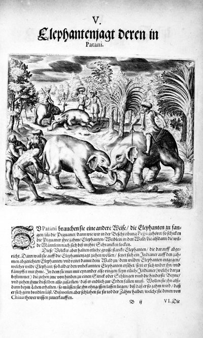 Olifanten vechten, 1606 door Theodore de Bry