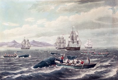 Een school potvissen, gegraveerd door J. Hill, gepubliceerd 1838 (aquatint in kleur) door Thomas (after) Birch