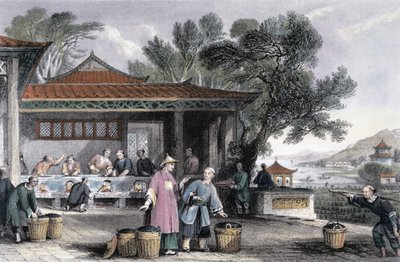 De cultuur en bereiding van thee, China door Thomas Allom
