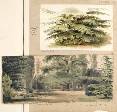 Een studie van een Cederboom in Merton door Thomas Baxter