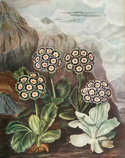 Auriculas, ca. 1802-1821, 1948 door Thomas Baxter