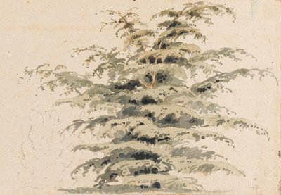 Studie van een cederboom door Thomas Baxter