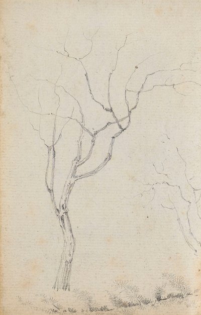 Studie van kleine bomen met lage struiken eronder (verso) door Thomas Baxter