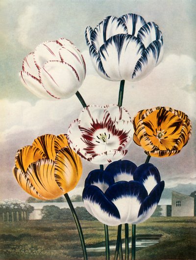 Tulpen, c1802-1821, 1948 door Thomas Baxter