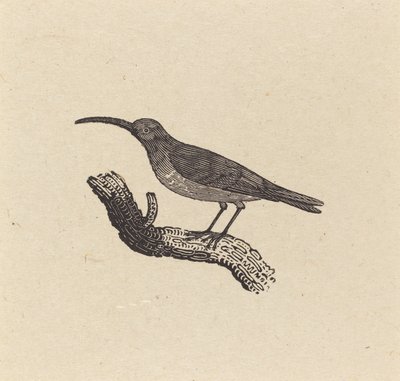 Een vogel door Thomas Bewick