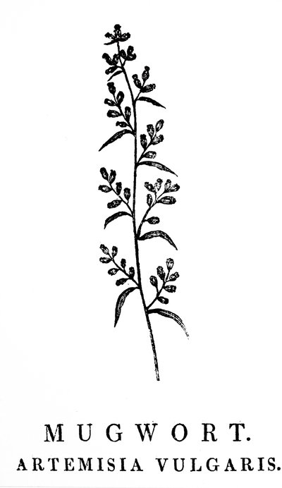 Houtsnede van een takje bijvoet, een soort aromatische planten in het geslacht Artemisia. Houtsnede door Thomas Bewick (1753-1828), een Engelse graveur en natuurhistorische auteur door Thomas Bewick