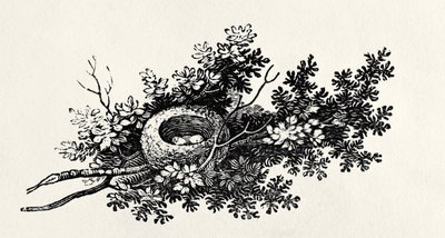 Vogelnest, uit 