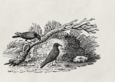 Kraaien (Corvus corone corone) uit 