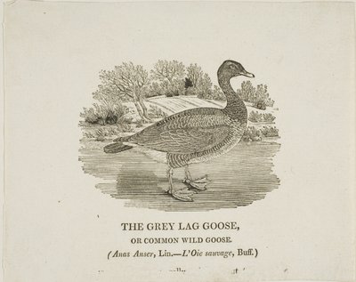 Grijze Lag Gans door Thomas Bewick