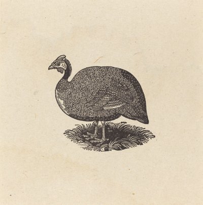 Parelhoen door Thomas Bewick