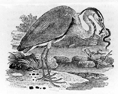 Reiger, illustratie uit 