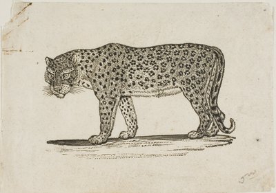 Luipaard door Thomas Bewick