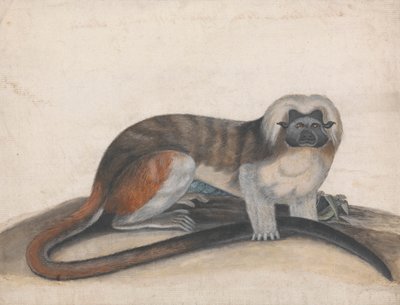 Studie voor "De Pinche of Roodstaart Aap" (voorheen de Katoenkop Marmoset) door Thomas Bewick