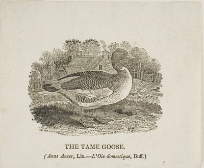 Tamme gans door Thomas Bewick