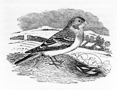 Tawny Bunting, illustratie uit 