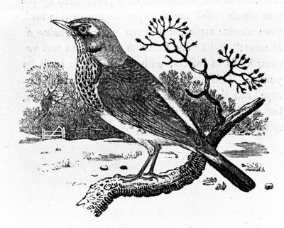 De Kramsvogel, illustratie uit 