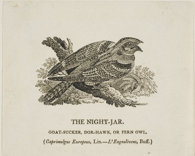 De nachtkruik door Thomas Bewick