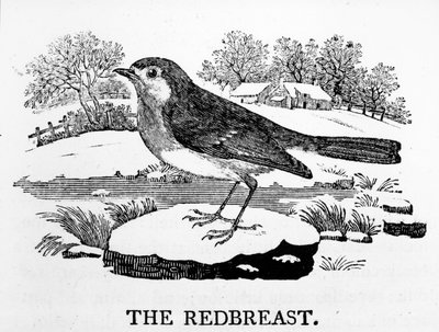 De roodborst, illustratie uit 