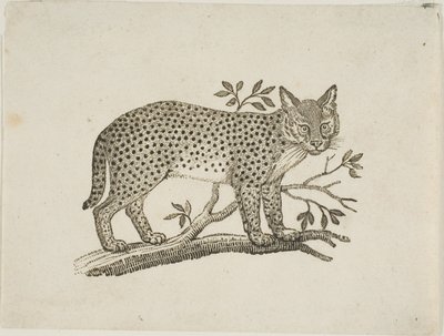 De Serval door Thomas Bewick
