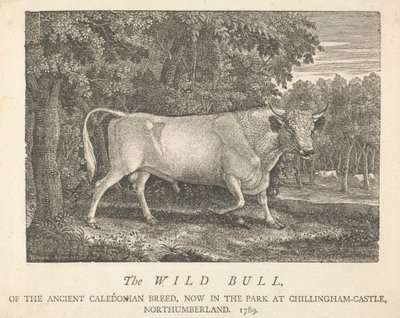 De Wilde Stier, van het Oude Caledonische Ras, Nu in het Park, bij Chillingham-Castle, Northumberland door Thomas Bewick