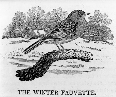 De Winter Fauvette, illustratie uit 