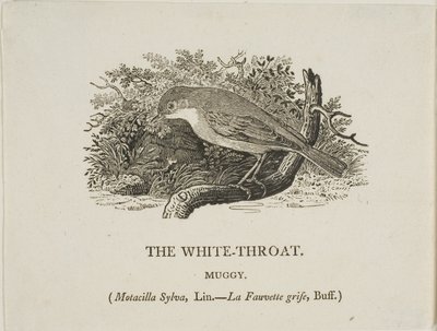 Witte keel (vogel) door Thomas Bewick
