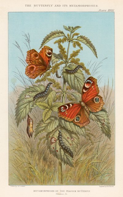 Metamorfoses van de Pauwvlinder, 1888 door Thomas Brown