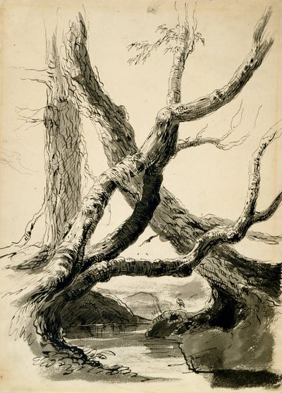 Schets van boomstammen door Thomas Cole