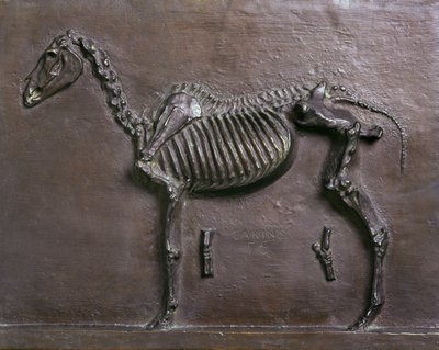 Paard Skelet door Thomas Cowperthwait Eakins