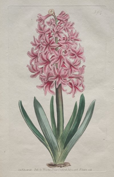 Het Botanische Tijdschrift of Bloementuin Getoond: Tuinhyacint door Thomas Curtis