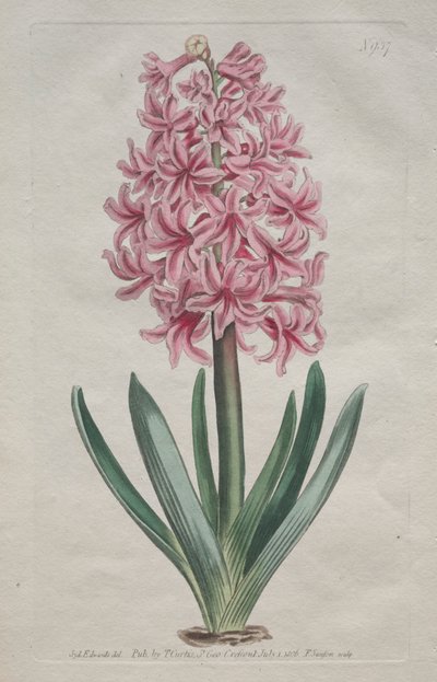 The Botanical Magazine or Flower Garden Displayed: Tuinhyacint, 1806 door Thomas Curtis