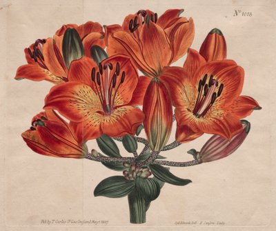 Het Botanische Tijdschrift of Bloementuin Getoond: Schermbloemige Bolvormende Oranje-Lelie door Thomas Curtis