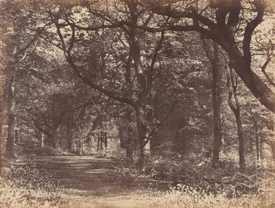 Boslandschap, Norton, Cheshire door Thomas Davies