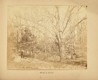 Bos in de winter door Thomas E. Jevons