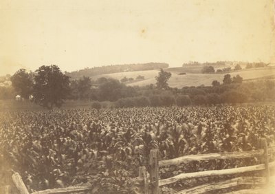 [Cornfield, Avondale, PA] door Thomas Eakins