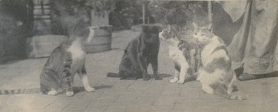 Vier katten door Thomas Eakins