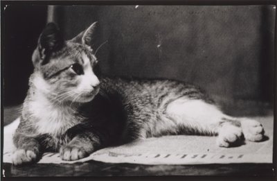 De kat van mevrouw Thomas Eakins, ca. 1880-1890 door Thomas Eakins