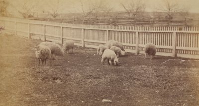 [Schapen in een wei op de boerderij in Avondale, PA] door Thomas Eakins