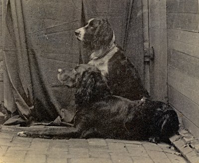 Thomas Eakins Honden, 1884 door Thomas Eakins