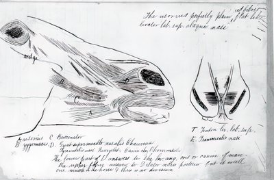 Naamloze anatomische studie van paardenhoofd, 1878 door Thomas Eakins
