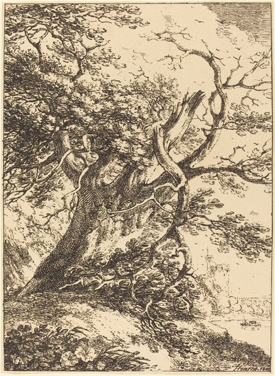 Oude Boom door Thomas Hearne