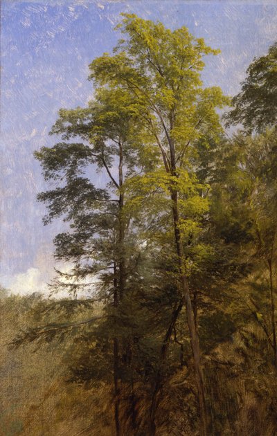 Boomstudie, Catskill Clove, N.Y. door Thomas Hiram Hotchkiss