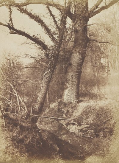 Bomen, 1854-57 door Thomas Keith