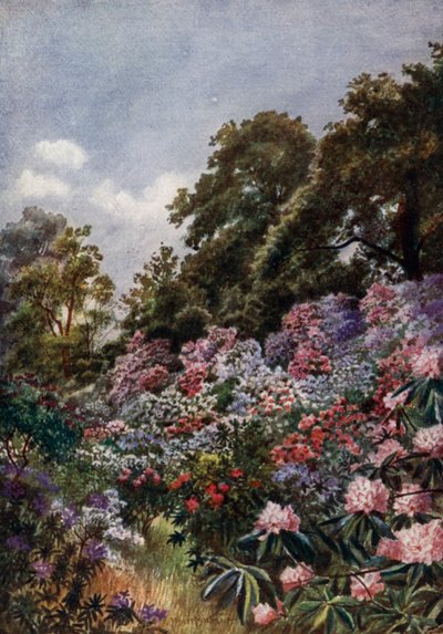 Kew Gardens: De Rododendronvallei (kleur litho) door Thomas Mower Martin