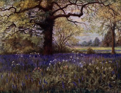 Kew Gardens: Wilde Hyacinten door Thomas Mower Martin