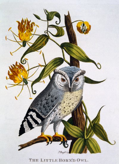 Kleine Gehoornde Uil, uit 