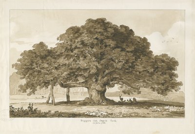 Blithfield - Bedelaars Eik: sepia tekening door Thomas Peploe Wood