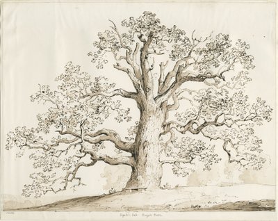 Blithfield - Squitch Eik door Thomas Peploe Wood